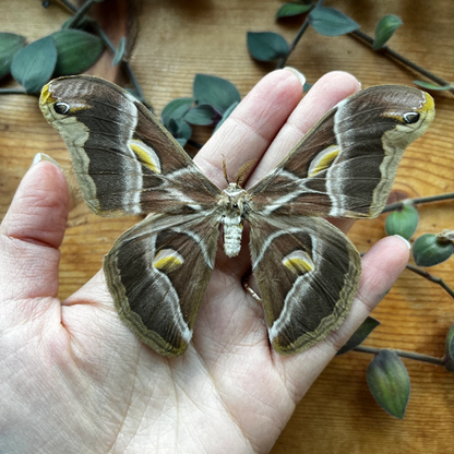 REAL Eri Silkmoth 'Samia ricini' Big MOTH Unspread