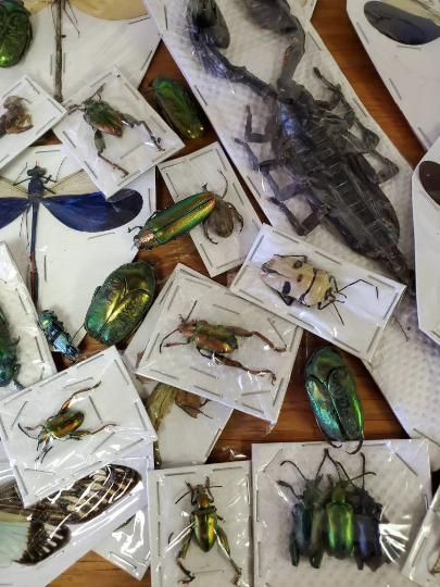 Assorted Bugs and Beetles! DAMAGED GRAB BAG