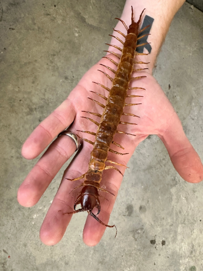 GIANT Centipede 'Scolopendra subspines' REAL