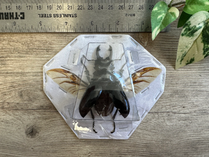 SPREAD Stag Beetle ‘Odontolabis dalmanni’