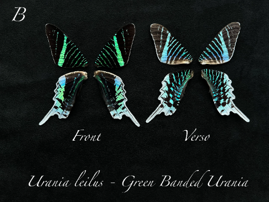 Pairs of REAL Butterfly Wings for arts, crafts, jewelry Monarch, Urania leilus, Sunset Moth