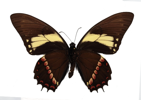 REAL Papilio aristeus AMAZON BUTTERFLY Large Swallowtail