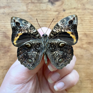 MINI Owl Butterfly ‘Opsiphanes cassina’