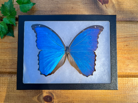 FRAMED Blue Morpho Butterfly, REAL Morpho didius SPREAD Butterfly