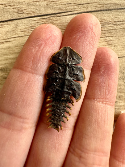 WEIRD Trilobite Beetle 'Dulticola' Female REAL