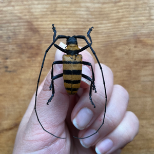 Orange & Black Tiger Stripe Longhorn Beetle 'Nemophas grayii' Male