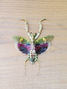 Jeweled Flower Mantis REAL Creobroter gemmatus SPREAD