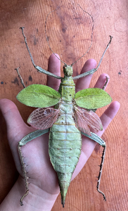 Heteropteryx dilatata, SPREAD Jungle Nymph Weird giant bug