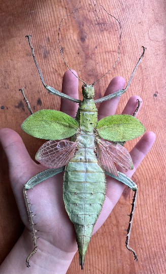 Heteropteryx dilatata, SPREAD Jungle Nymph Weird giant bug – The