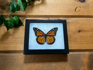 Monarch Butterfly SPREAD 'Danaus plexippus'