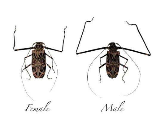 HUGE Harlequin Beetle Acrocinus Longimanus male and female pair - Little Caterpillar Art Little Caterpillar Art  