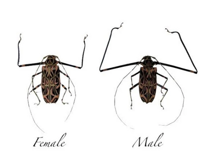 HUGE Harlequin Beetle Acrocinus Longimanus male and female pair - Little Caterpillar Art Little Caterpillar Art  