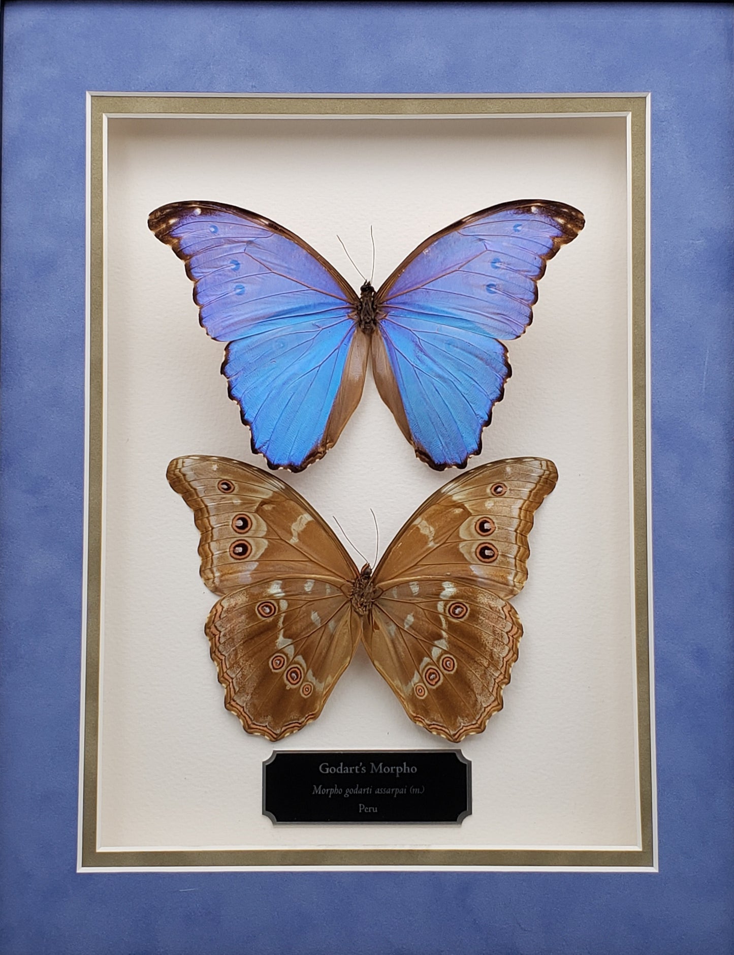 Godart's Morpho (Morpho godarti assarpai) - Little Caterpillar Art Little Caterpillar Art  