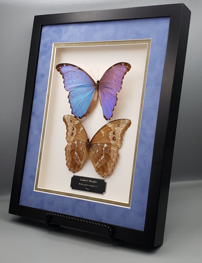 Godart's Morpho (Morpho godarti assarpai) - Little Caterpillar Art Little Caterpillar Art  