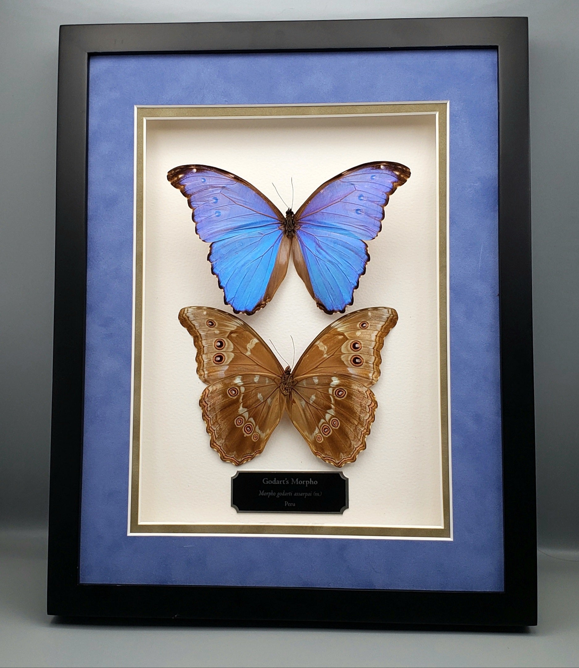 Godart's Morpho (Morpho godarti assarpai) - Little Caterpillar Art Little Caterpillar Art  