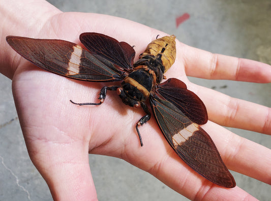 Giant Black Cicada Tosena albata