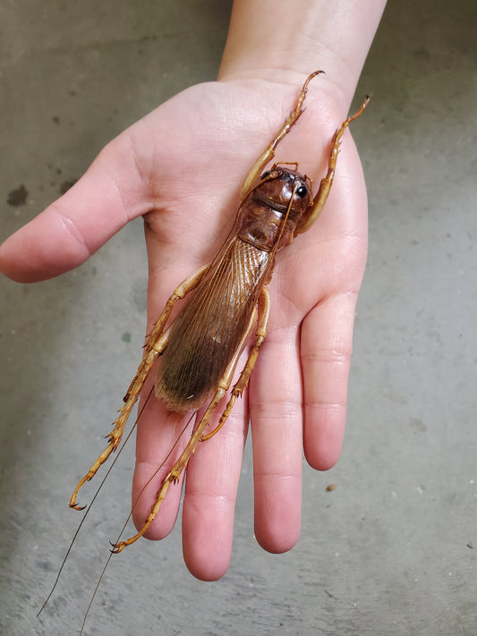 GIANT Sia Ferox Jungle Cricket