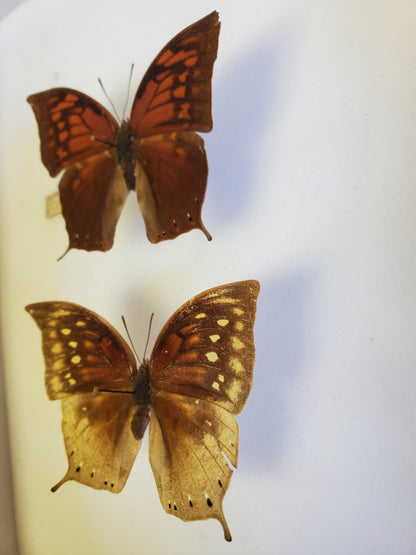 RARE Fountainea nobilis Male/Female Pair 1984