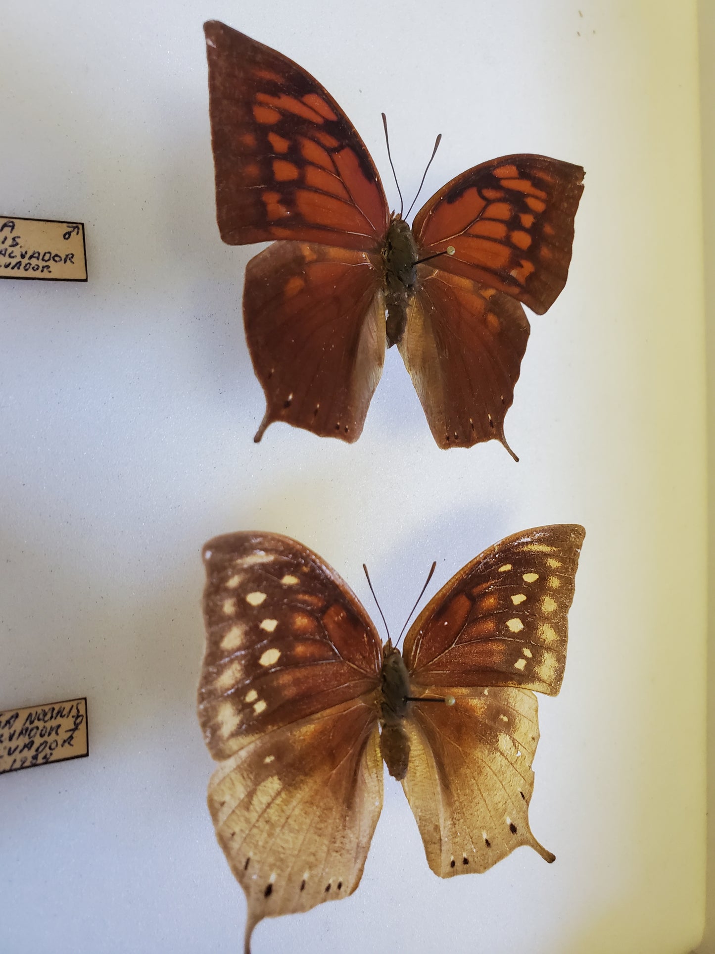 RARE Fountainea nobilis Male/Female Pair 1984