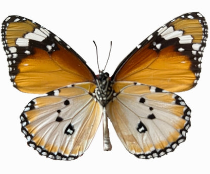 African Monarch Danaus chrysippus Butterfly Unmounted - Little Caterpillar Art Little Caterpillar Art  