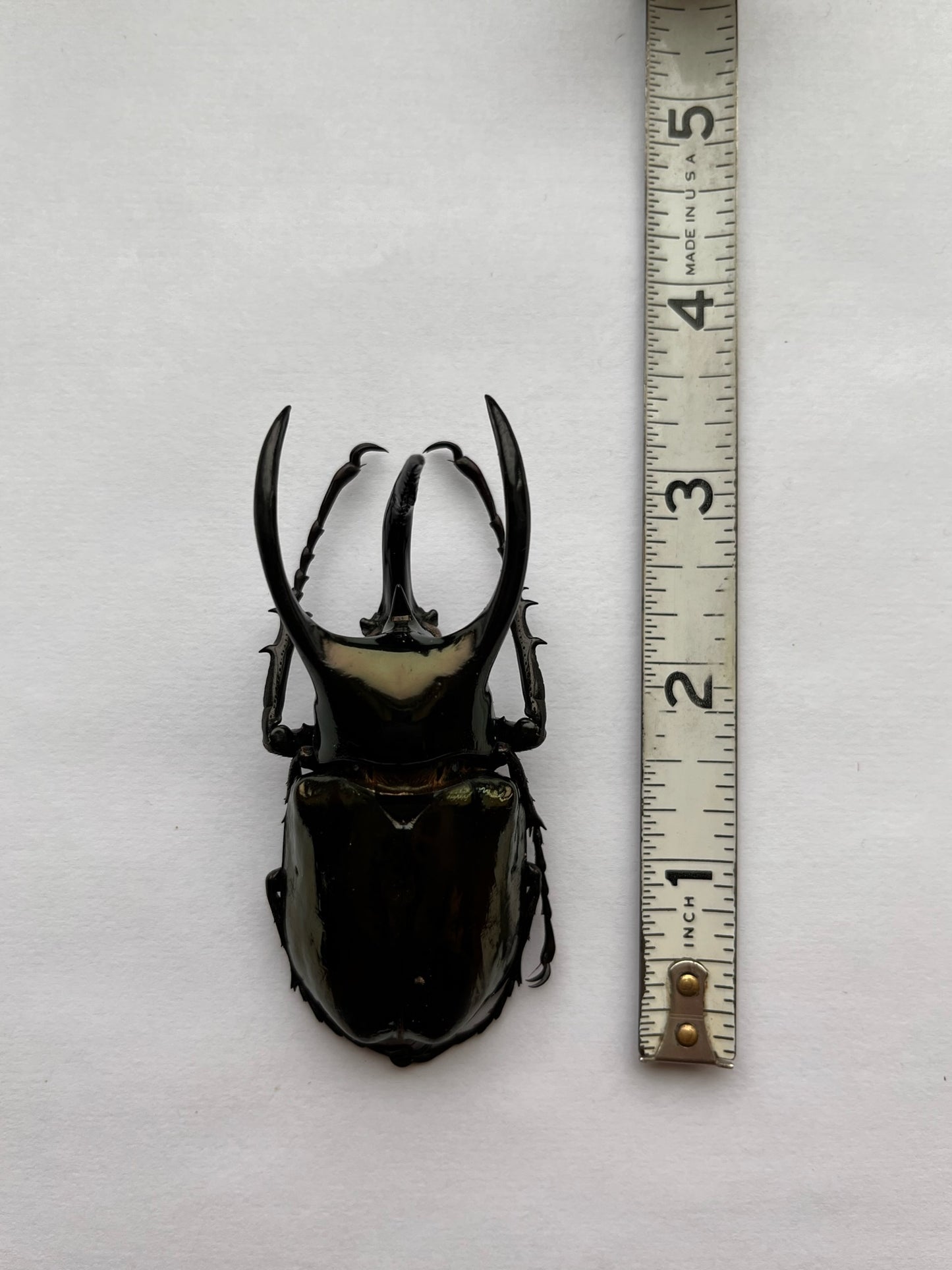 REAL Chalcosoma atlas keyboh Rhinoceros Giant Beetle HUGE