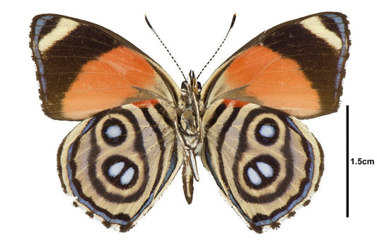 88 Butterfly, Callicore hystaspes, eighty-eight - Little Caterpillar Art Little Caterpillar Art  