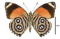 88 Butterfly, Callicore hystaspes, eighty-eight - Little Caterpillar Art Little Caterpillar Art  