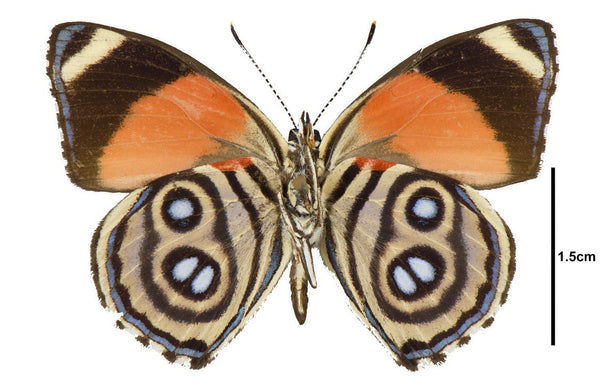 88 Butterfly, Callicore hystaspes, eighty-eight – Little