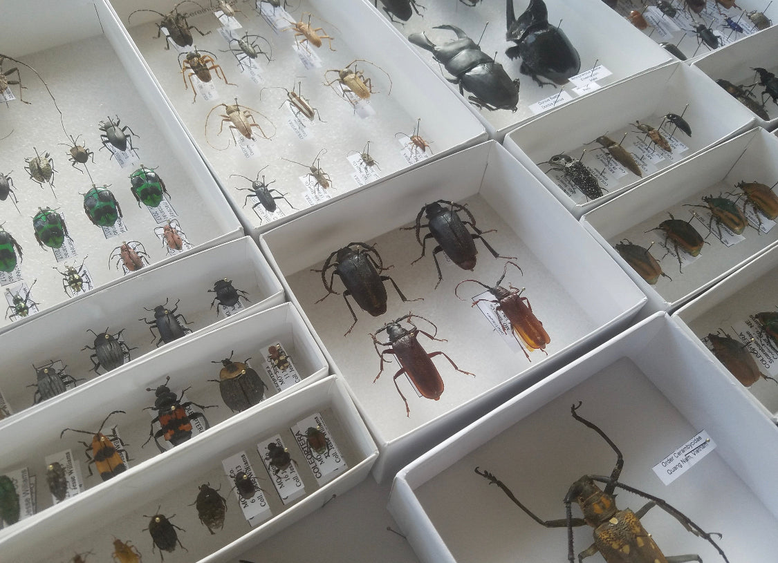 Assorted Bugs and Beetles! Cool insect species from around the world! - Little Caterpillar Art Little Caterpillar Art  