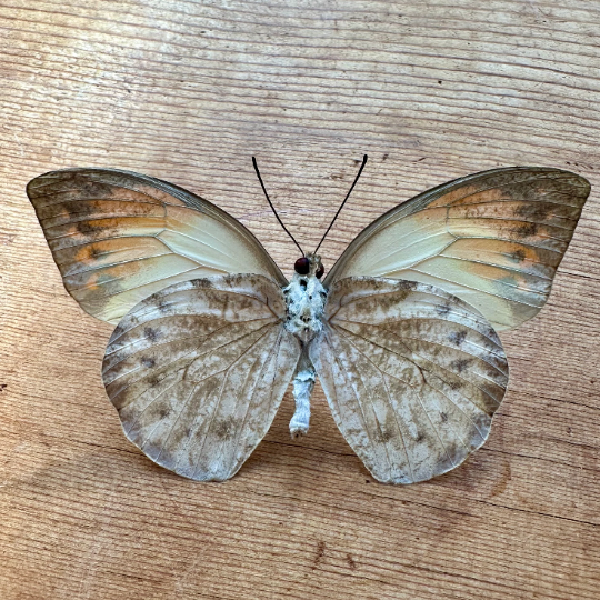 Hebomoia glaucippe, Great Orange Tip Butterfly