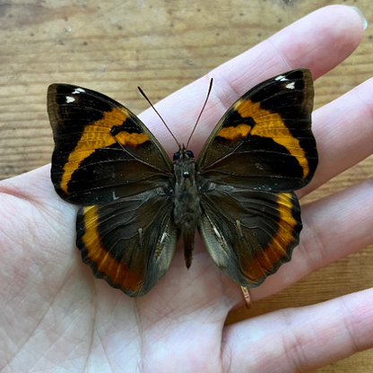 MINI Owl Butterfly ‘Opsiphanes cassina’