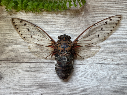 HUGE Emperor Cicada 'Pomponia intermedia' SPREAD