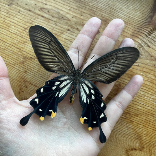 Clubtail Swallowtail Butterfly REAL Losaria coon