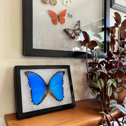 FRAMED Blue Morpho Butterfly, REAL Morpho didius SPREAD Butterfly