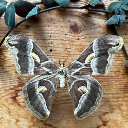 REAL Eri Silkmoth 'Samia ricini' Big MOTH Unspread