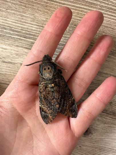 Death's Head Hawkmoth 'Acherontia styx'