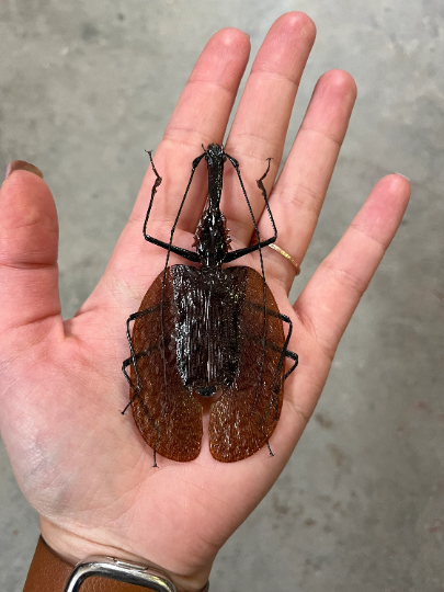 XL Violin Beetle, Mormolyce phyllodes WEIRD BUG!