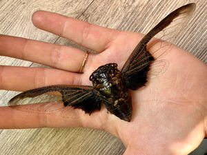 Black and White Batwing Cicada 'Cryptotympana aquila' SPREAD