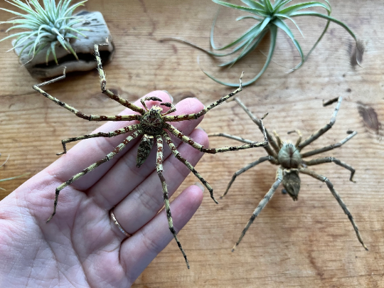 REAL Huntsman Spiders BIG!