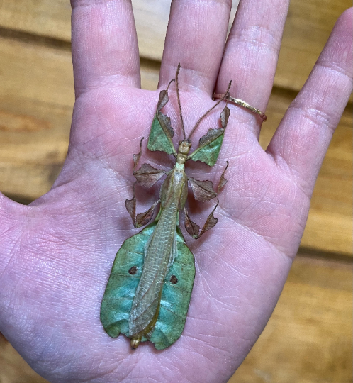 REAL Male Phyllium pulchrifolium leaf insect