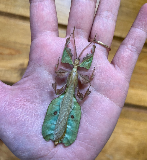 REAL Male Phyllium pulchrifolium leaf insect – The Little Caterpillar, LLC