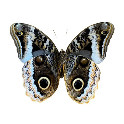 Gold Edged Owl Butterfly ‘Caligo uranus' Wings Closed