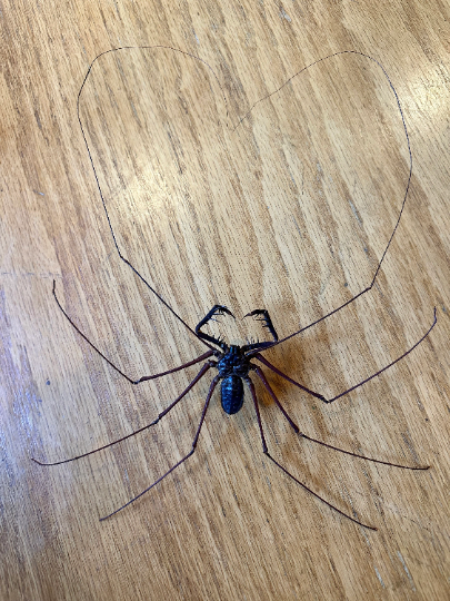 HUGE Whip Scorpion 'Amblypygi sp.' UNSPREAD