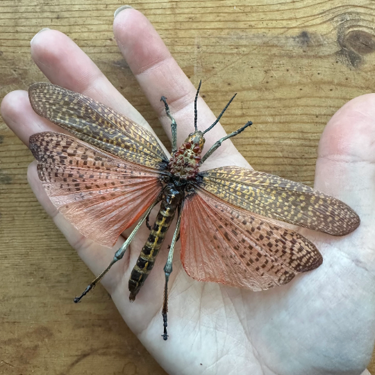 Rainbow Milkweed Locust 'Phymatueus saxosus'