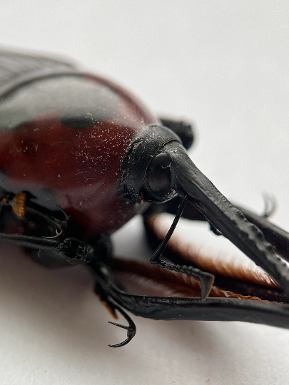 REAL Giant Bamboo Weevil Cyrtotrachelus buqueti