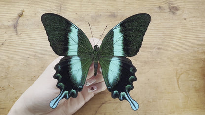 Papilio Blumei, Blue-Green Swallowtail