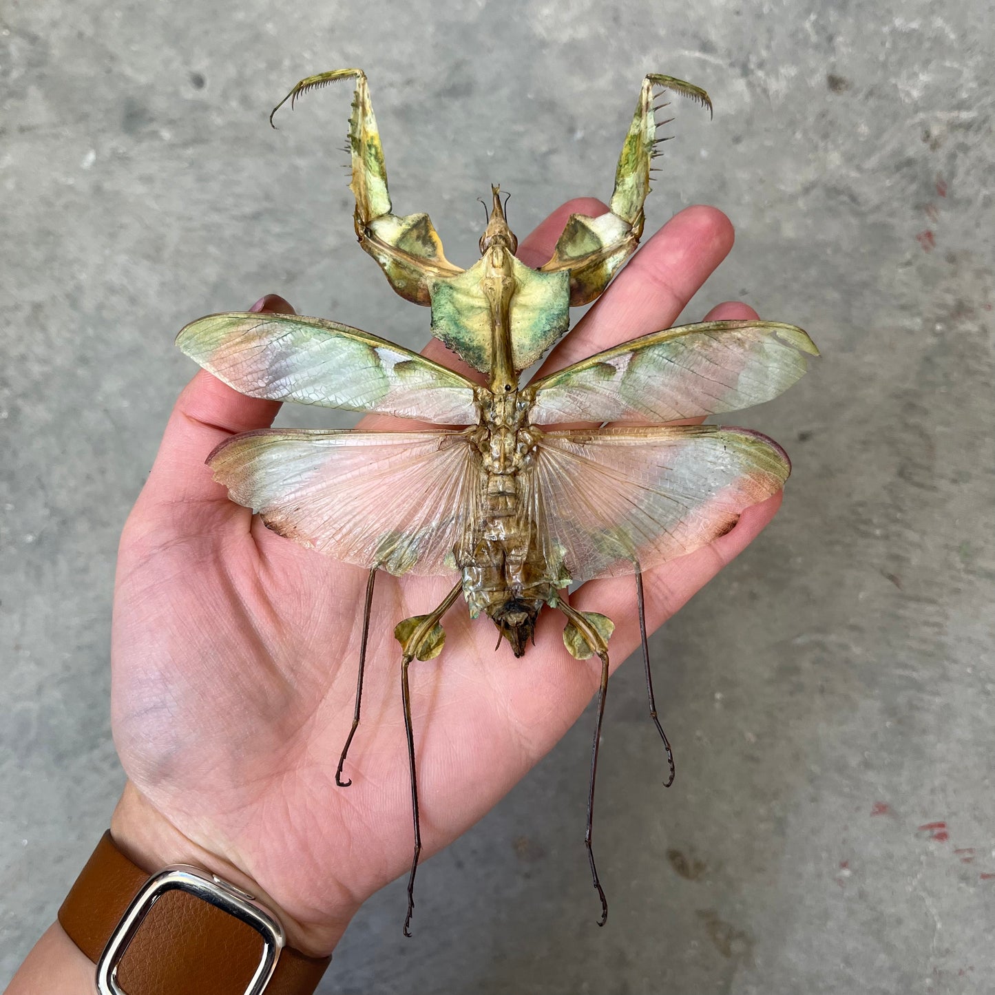 Devil's Flower Mantis Idolomantis diabolica Giant Unspread - Little Caterpillar Art Little Caterpillar Art  