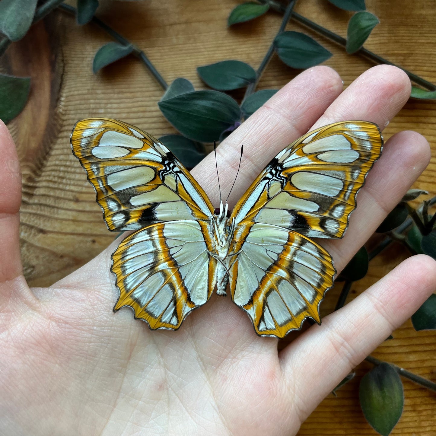 Siproeta stelenes, Malachite Butterfly - Little Caterpillar Art Little Caterpillar Art Butterfly Specimens 