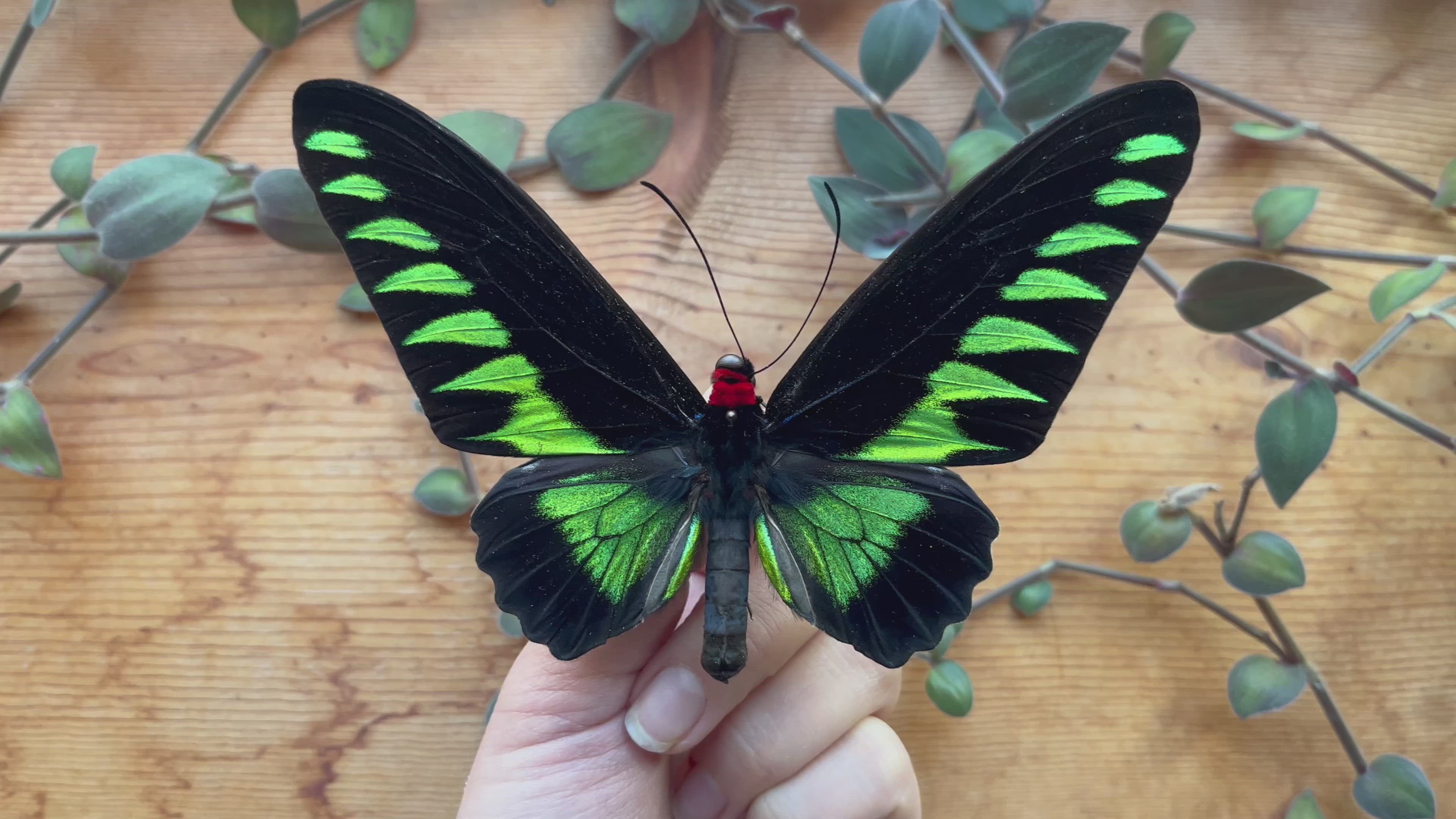 Rajah Brooke's Birdwing Buttterfly Trogonoptera brookiana