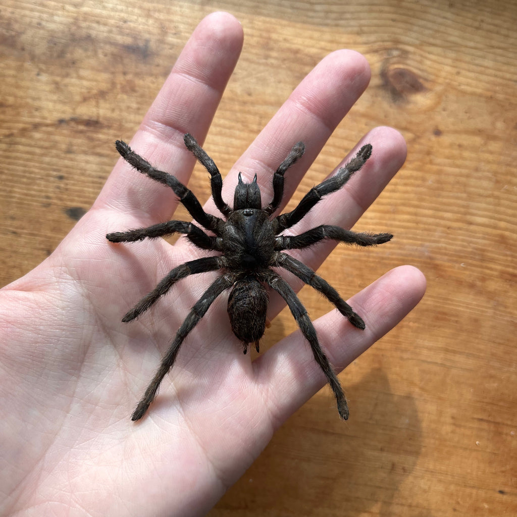 Cocoa tarantula 'Eurypelma spinicrus' Unspread Spider